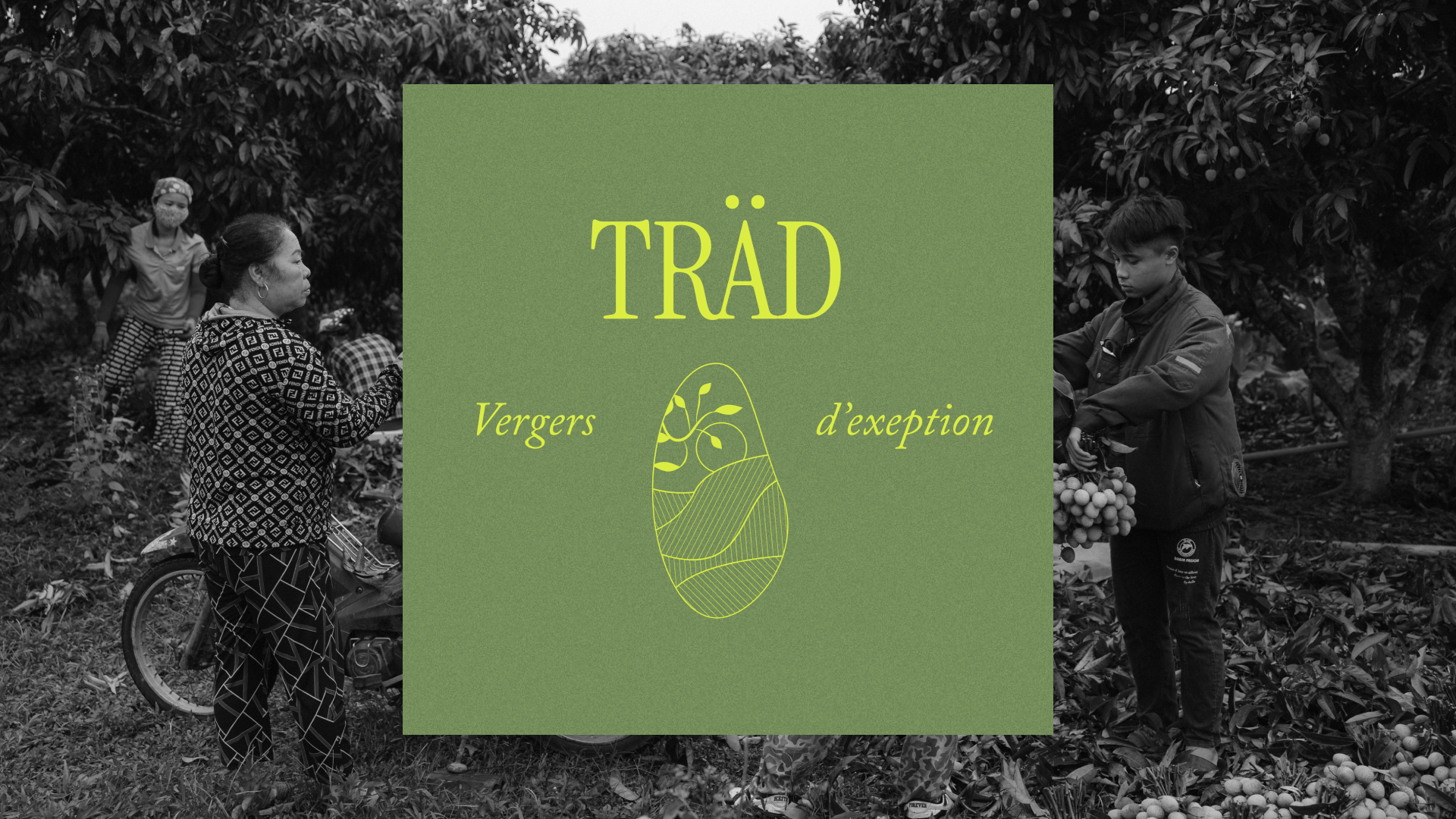 déclinaison du logo en vert pomme et vert plus foncé